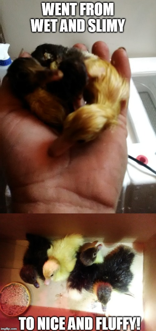 THEY ARE SO CUTE! | WENT FROM WET AND SLIMY; TO NICE AND FLUFFY! | image tagged in ducks,duckling,babies | made w/ Imgflip meme maker