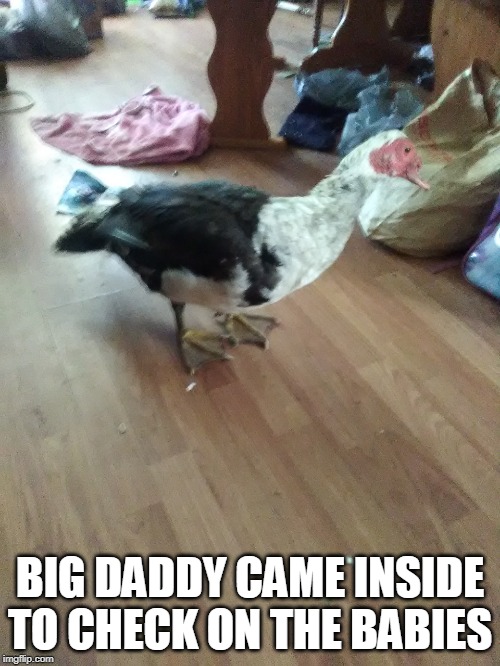 JAKE THE DUCK IS THE BEST PET DUCK EVER! | BIG DADDY CAME INSIDE TO CHECK ON THE BABIES | image tagged in ducks | made w/ Imgflip meme maker