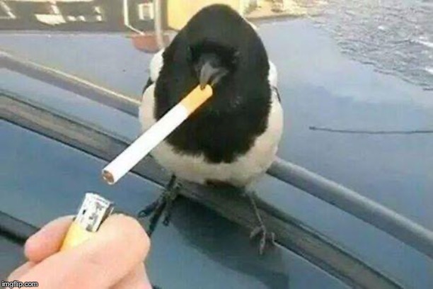 piebald crow smoking a cigarette | image tagged in piebald crow smoking a cigarette | made w/ Imgflip meme maker