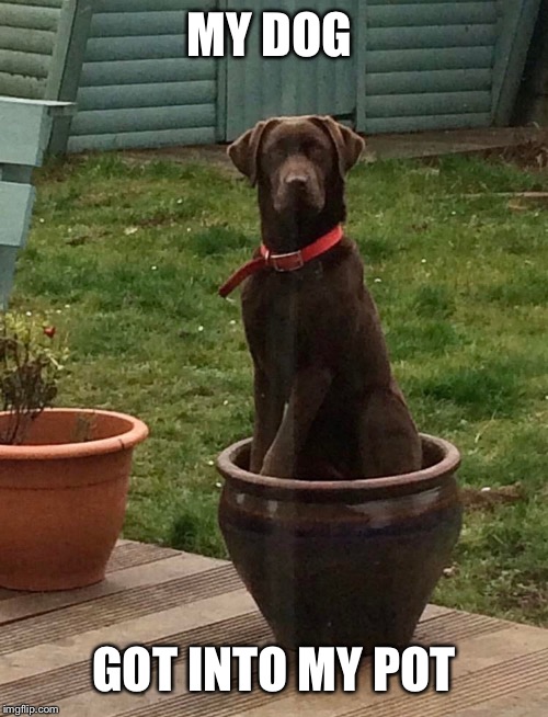 High on the pot | MY DOG; GOT INTO MY POT | image tagged in labrador,pot | made w/ Imgflip meme maker