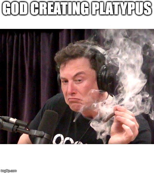 Elon Musk Weed | GOD CREATING PLATYPUS | image tagged in elon musk weed | made w/ Imgflip meme maker