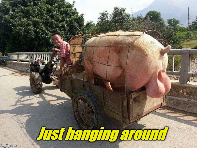 Big Pig Balls | Just hanging around | image tagged in big pig balls | made w/ Imgflip meme maker