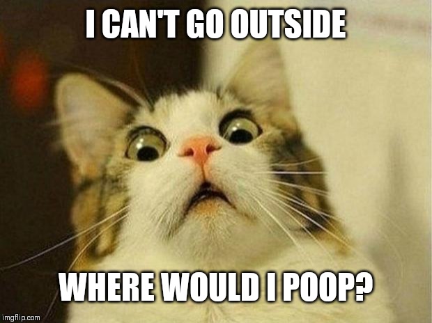 Scared Cat Meme | I CAN'T GO OUTSIDE; WHERE WOULD I POOP? | image tagged in memes,scared cat | made w/ Imgflip meme maker