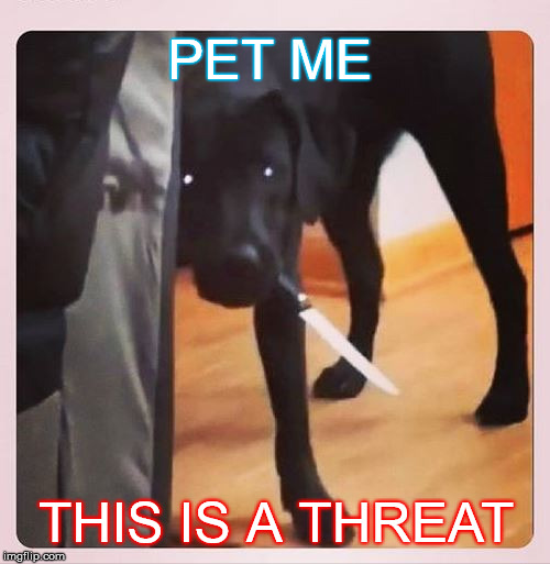 pet or die |  PET ME; THIS IS A THREAT | image tagged in pets,doggo,stabbo,threat to our national secuirty,threat | made w/ Imgflip meme maker
