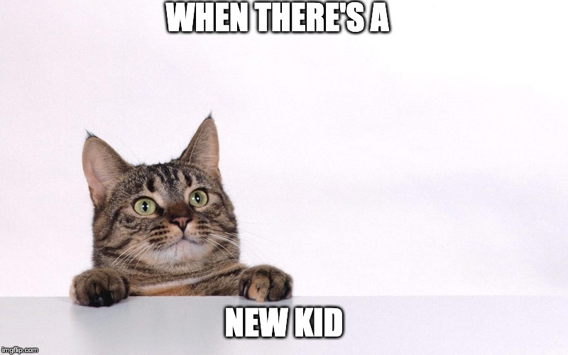 Curious cat | WHEN THERE'S A; NEW KID | image tagged in curious cat | made w/ Imgflip meme maker