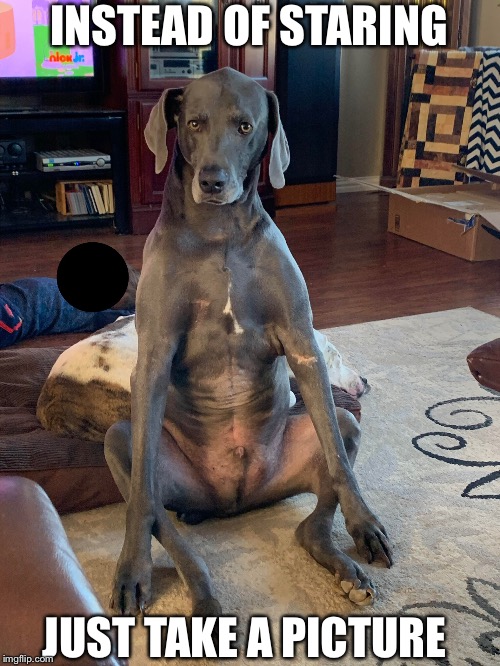 Wow, Hoomin | INSTEAD OF STARING; JUST TAKE A PICTURE | image tagged in dog,well this is awkward | made w/ Imgflip meme maker