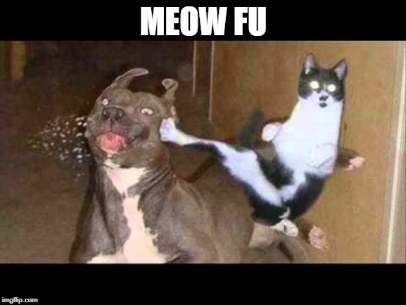 Kapowie | MEOW FU | image tagged in kapowie | made w/ Imgflip meme maker