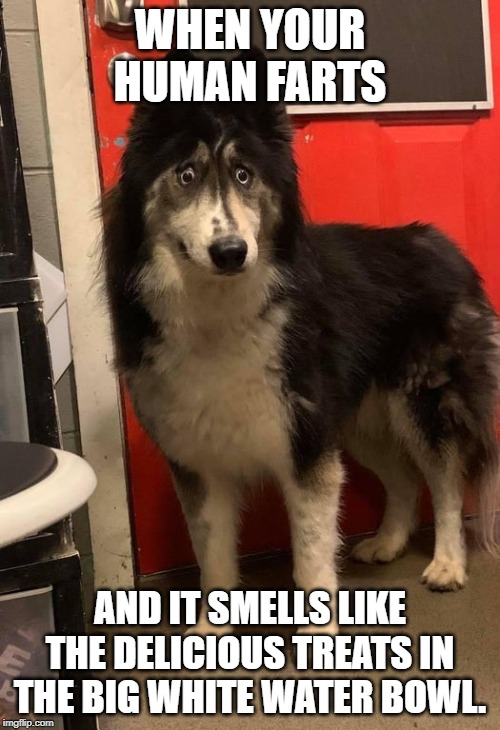 WHEN YOUR HUMAN FARTS; AND IT SMELLS LIKE THE DELICIOUS TREATS IN THE BIG WHITE WATER BOWL. | image tagged in AdviceAnimals | made w/ Imgflip meme maker