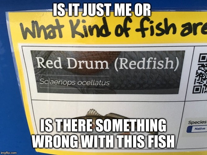 IS IT JUST ME OR; IS THERE SOMETHING WRONG WITH THIS FISH | image tagged in memes,jokes | made w/ Imgflip meme maker