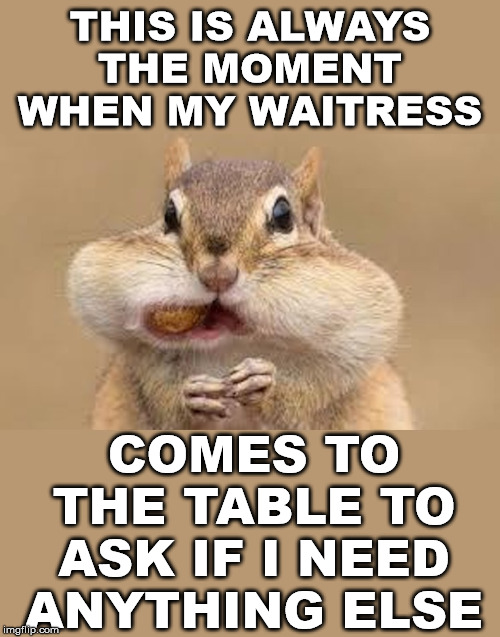 Seems like whenever I take a bite of food they come up to the table to ask a question. | THIS IS ALWAYS THE MOMENT WHEN MY WAITRESS; COMES TO THE TABLE TO ASK IF I NEED ANYTHING ELSE | image tagged in eating,chipmunk,waitress | made w/ Imgflip meme maker