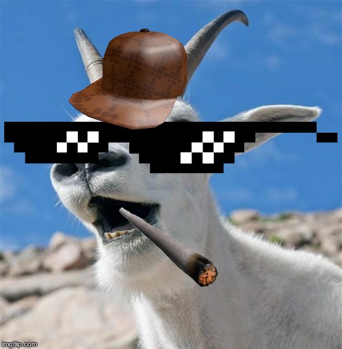 Dank Goat | image tagged in dank,goat,memes | made w/ Imgflip meme maker
