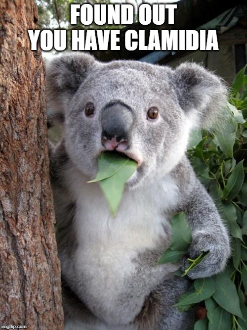 Surprised Koala | FOUND OUT YOU HAVE CLAMIDIA | image tagged in memes,surprised koala | made w/ Imgflip meme maker