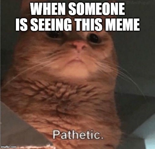Pathetic Cat | WHEN SOMEONE IS SEEING THIS MEME | image tagged in pathetic cat | made w/ Imgflip meme maker