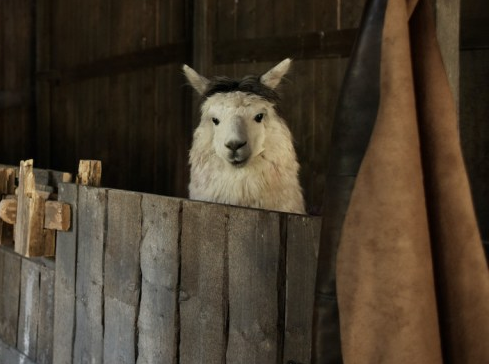 Llama with wig Blank Meme Template