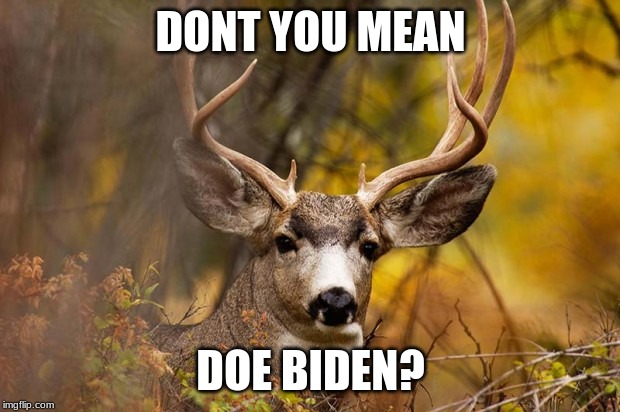 deer meme | DONT YOU MEAN DOE BIDEN? | image tagged in deer meme | made w/ Imgflip meme maker