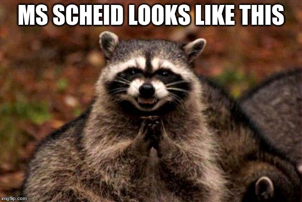 Evil Plotting Raccoon | MS SCHEID LOOKS LIKE THIS | image tagged in memes,evil plotting raccoon | made w/ Imgflip meme maker