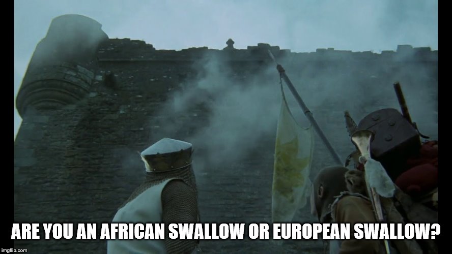 ARE YOU AN AFRICAN SWALLOW OR EUROPEAN SWALLOW? | made w/ Imgflip meme maker