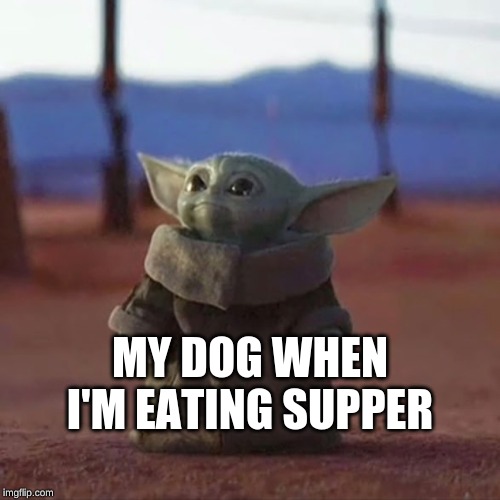 Baby Yoda | MY DOG WHEN I'M EATING SUPPER | image tagged in baby yoda | made w/ Imgflip meme maker