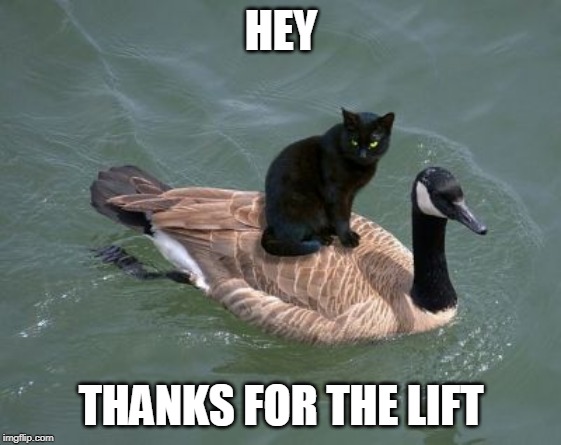 HEY; THANKS FOR THE LIFT | image tagged in goose,cats | made w/ Imgflip meme maker