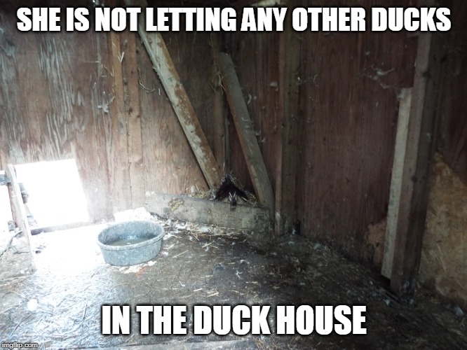 SHES A MEAN MAMMA | SHE IS NOT LETTING ANY OTHER DUCKS; IN THE DUCK HOUSE | image tagged in ducks,duck | made w/ Imgflip meme maker