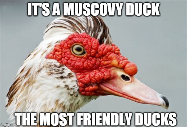 IT'S A MUSCOVY DUCK THE MOST FRIENDLY DUCKS | made w/ Imgflip meme maker
