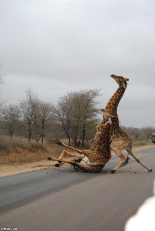 image tagged in falling giraffe | made w/ Imgflip meme maker