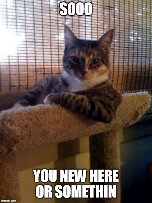 The Most Interesting Cat In The World | SOOO; YOU NEW HERE OR SOMETHIN | image tagged in memes,the most interesting cat in the world | made w/ Imgflip meme maker