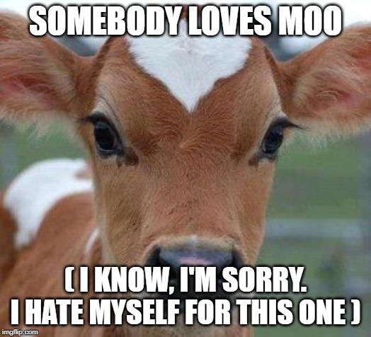 SOMEBODY LOVES MOO; ( I KNOW, I'M SORRY. I HATE MYSELF FOR THIS ONE ) | image tagged in valentine calf 2 | made w/ Imgflip meme maker