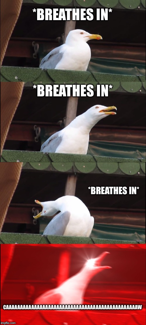 Inhaling Seagull | *BREATHES IN*; *BREATHES IN*; *BREATHES IN*; CAAAAAAAAAAAAAAAAAAAAAAAAAAAAAAAAAAAAAAAAAAAAAAAW | image tagged in memes,inhaling seagull | made w/ Imgflip meme maker