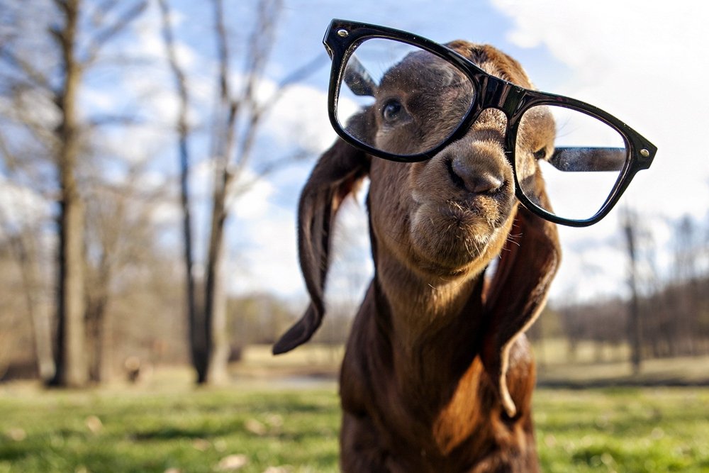 Millennial Hipster Goat Blank Meme Template