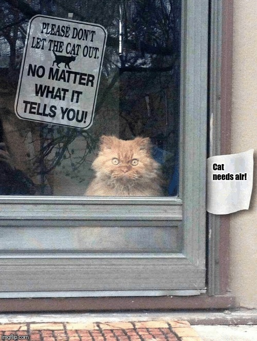 Cat staring | Cat needs air! | image tagged in cat staring | made w/ Imgflip meme maker