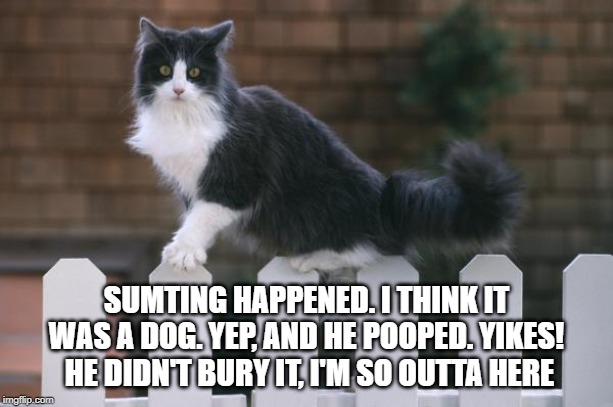 sumting happened | SUMTING HAPPENED. I THINK IT WAS A DOG. YEP, AND HE POOPED. YIKES!  HE DIDN'T BURY IT, I'M SO OUTTA HERE | image tagged in cat humor,dog poop,i'm outta here | made w/ Imgflip meme maker