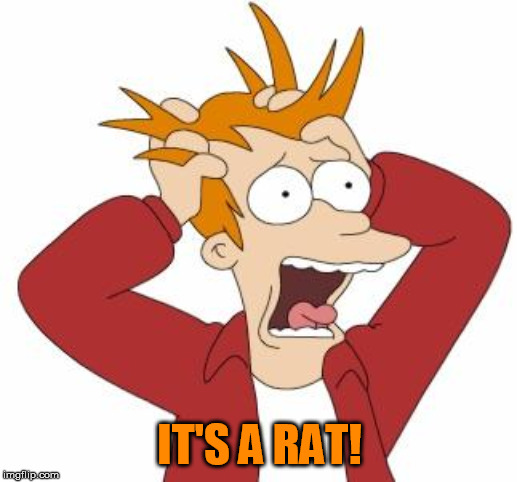 Fry Freaking Out | IT'S A RAT! | image tagged in fry freaking out | made w/ Imgflip meme maker