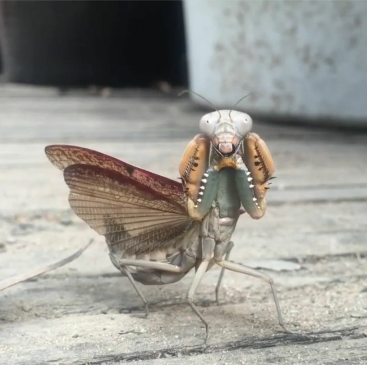 High Quality angry mantis Blank Meme Template
