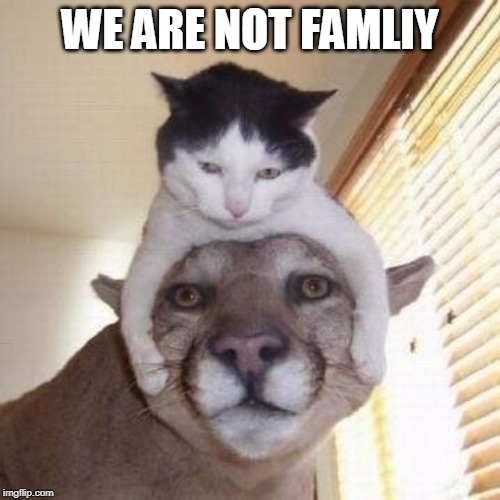 famliy | WE ARE NOT FAMLIY | image tagged in cats,family | made w/ Imgflip meme maker