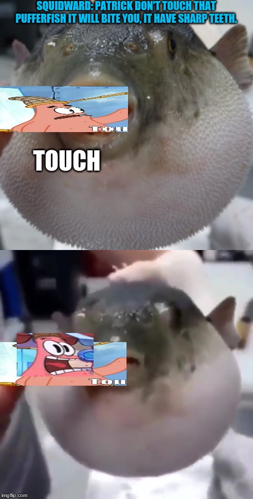 SQUIDWARD: PATRICK DON'T TOUCH THAT PUFFERFISH IT WILL BITE YOU, IT HAVE SHARP TEETH. TOUCH | image tagged in euugh,pufferfish eating carrot,does he bite,bite | made w/ Imgflip meme maker