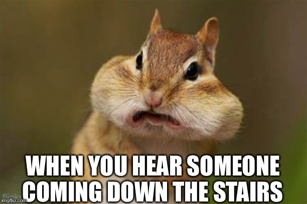 Chipmunk | WHEN YOU HEAR SOMEONE COMING DOWN THE STAIRS | image tagged in chipmunk | made w/ Imgflip meme maker
