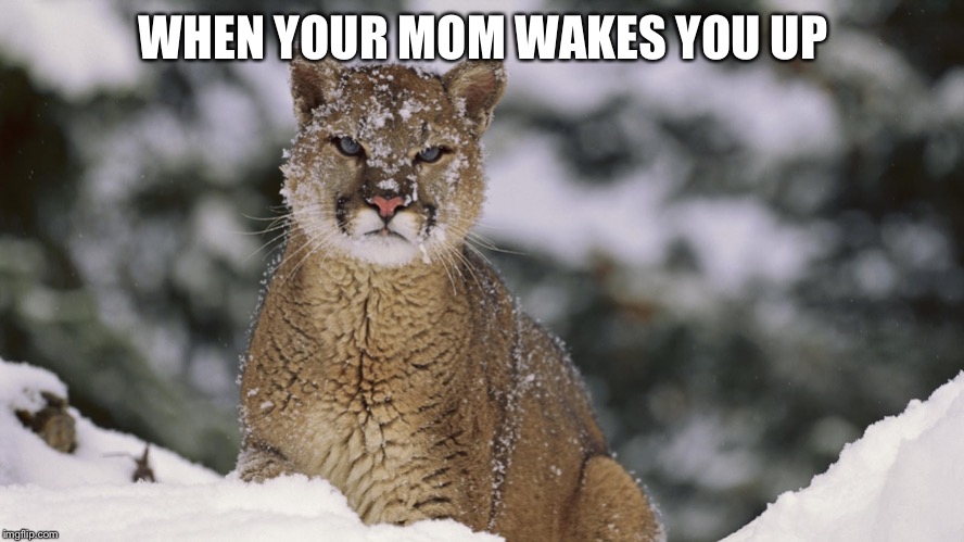 Sleepy cougar | WHEN YOUR MOM WAKES YOU UP | image tagged in fun | made w/ Imgflip meme maker