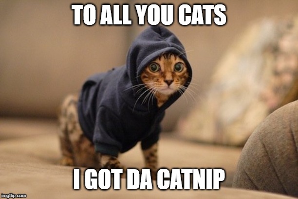 Hoody Cat Meme | TO ALL YOU CATS; I GOT DA CATNIP | image tagged in memes,hoody cat | made w/ Imgflip meme maker