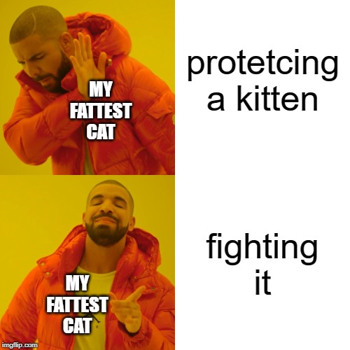 my cats | protetcing a kitten; MY FATTEST CAT; fighting it; MY FATTEST CAT | image tagged in memes,drake hotline bling | made w/ Imgflip meme maker