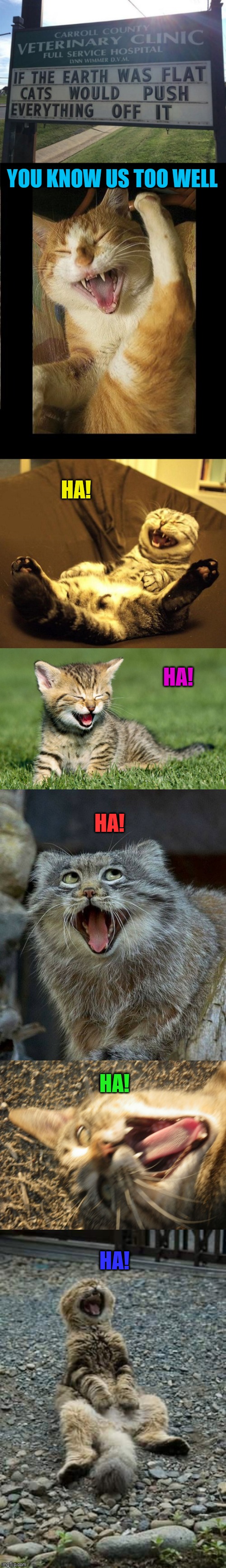 Ha! Ha! Ha! | YOU KNOW US TOO WELL; HA! HA! HA! HA! HA! | image tagged in laughing cat,laughing cat laying on back,cats,44colt,memes,flat earth | made w/ Imgflip meme maker