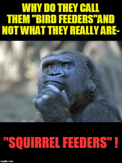 feeder | WHY DO THEY CALL THEM "BIRD FEEDERS"AND NOT WHAT THEY REALLY ARE-; "SQUIRREL FEEDERS" ! | image tagged in that is the question,squirrel,bird feeder | made w/ Imgflip meme maker