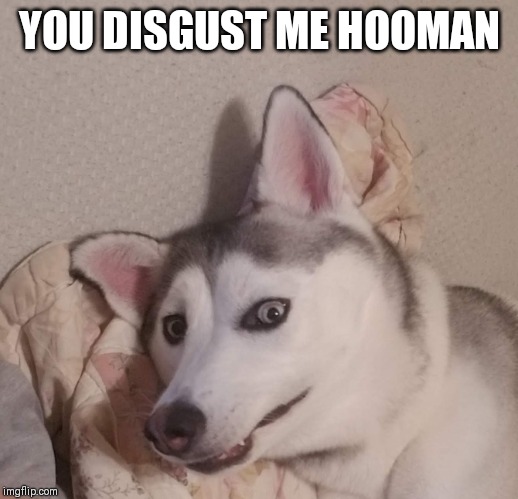 YOU DISGUST ME HOOMAN | image tagged in husky,disgusted,funny,doggos | made w/ Imgflip meme maker
