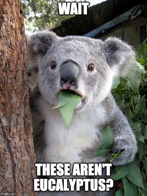Surprised Koala | WAIT; THESE AREN'T EUCALYPTUS? | image tagged in memes,surprised koala | made w/ Imgflip meme maker