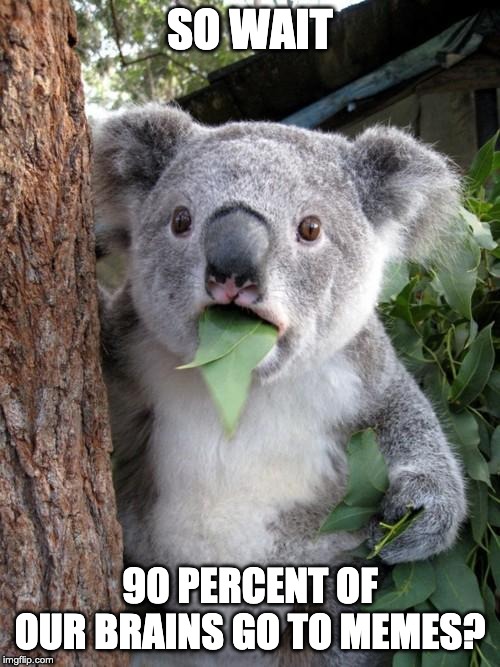 Surprised Koala | SO WAIT; 90 PERCENT OF OUR BRAINS GO TO MEMES? | image tagged in memes,surprised koala | made w/ Imgflip meme maker