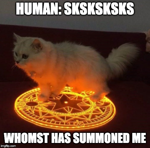 HUMAN: SKSKSKSKS; WHOMST HAS SUMMONED ME | image tagged in cats | made w/ Imgflip meme maker