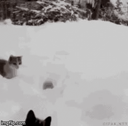 How i wake up | image tagged in gifs | made w/ Imgflip video-to-gif maker