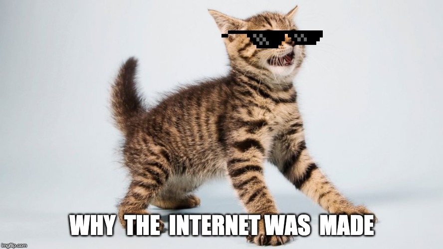 WHY  THE  INTERNET WAS  MADE | image tagged in cats are awesome | made w/ Imgflip meme maker