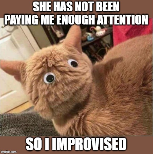 pat attention to me |  SHE HAS NOT BEEN PAYING ME ENOUGH ATTENTION; SO I IMPROVISED | image tagged in cat humor,pay attention,eyes in back of head | made w/ Imgflip meme maker