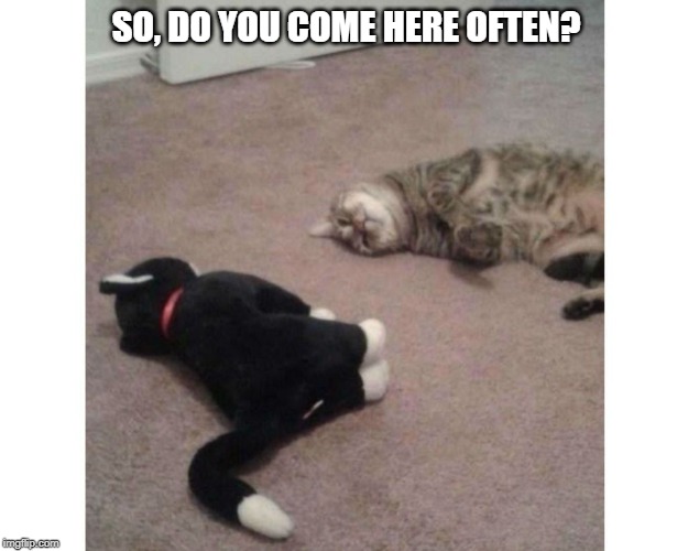 do you come here often? | SO, DO YOU COME HERE OFTEN? | image tagged in cat fun,cat humor,pick up lines | made w/ Imgflip meme maker